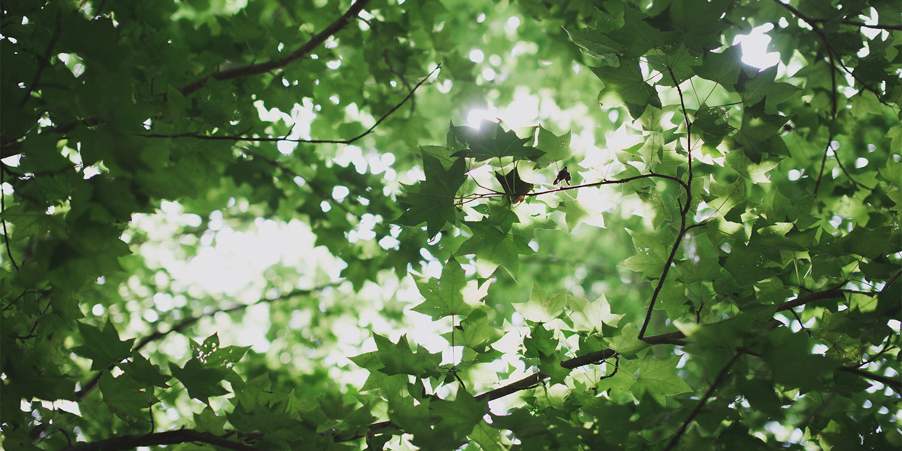 Garten Strobel Gartenpflege